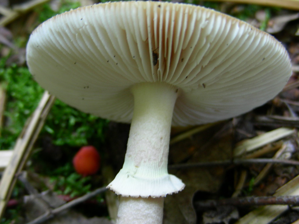 Amanita....variet
